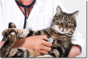 cat_doctor